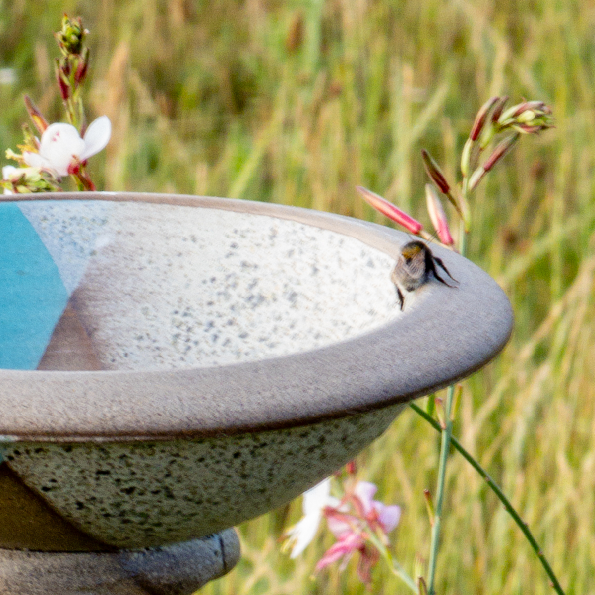 Vogeltränke Keramik | Bienenbar | Insekten- und Vogeltränke | türkis